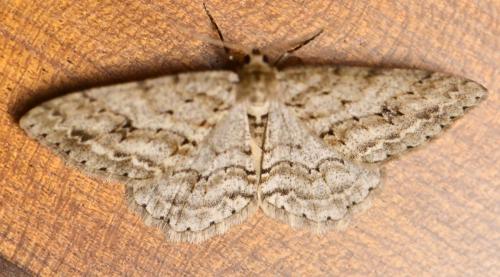 Ectropis crepuscularia